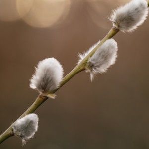 Meet your Posher, Monica